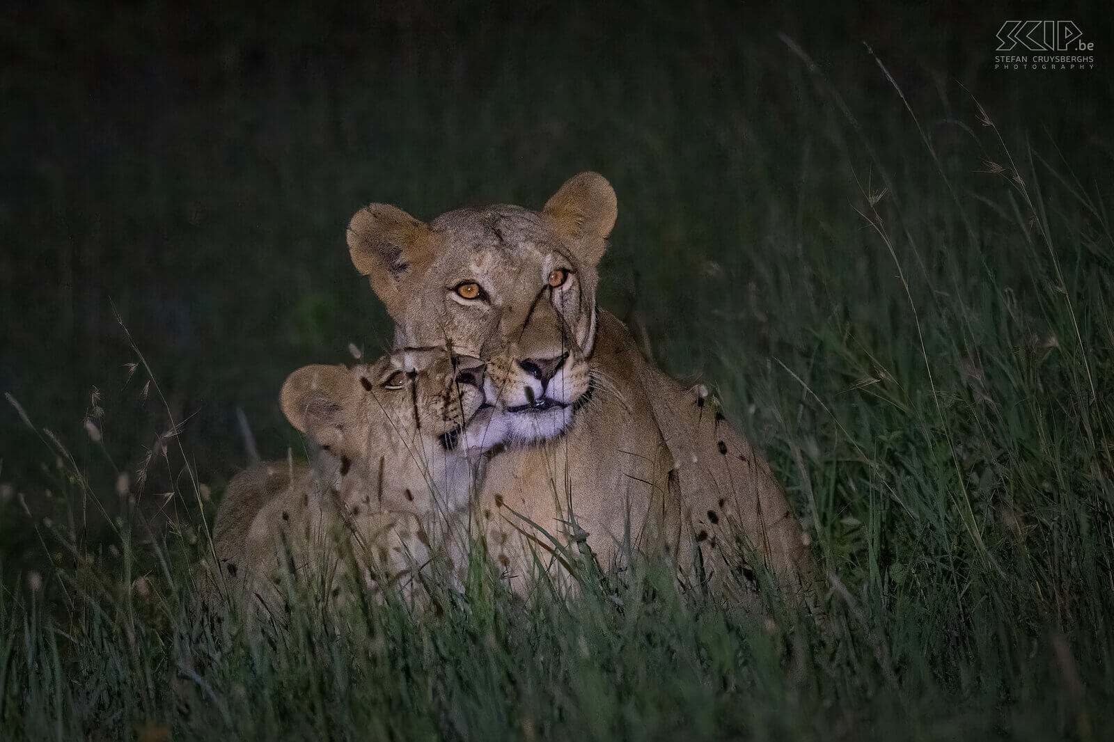 Solio - Lioness with cub During a final night game drive in Solio we were able to follow a lioness with some cubs. Night game drives in Solio take place in the Ranch part. It was a fantastic end to our trip. Stefan Cruysberghs